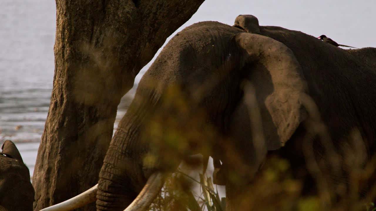 Elephant with Tracking Collar In Murchison Falls National Park, Uganda. - closeup shot