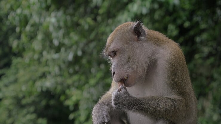 Monkey eating chocolate candy