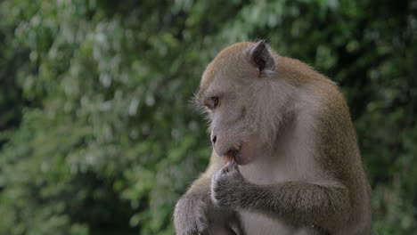 Monkey-eating-chocolate-candy