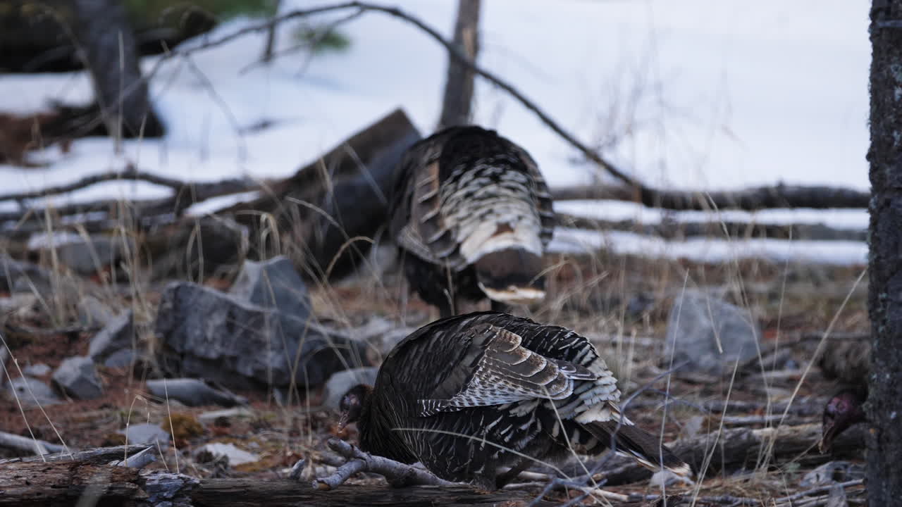 Wild turkeys in a snowy area hunt and peck for food, slow motion