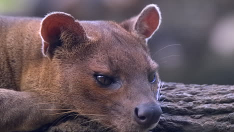 a beautiful fossa, the madagascar's top predator relaxing on a tree log - slowmo