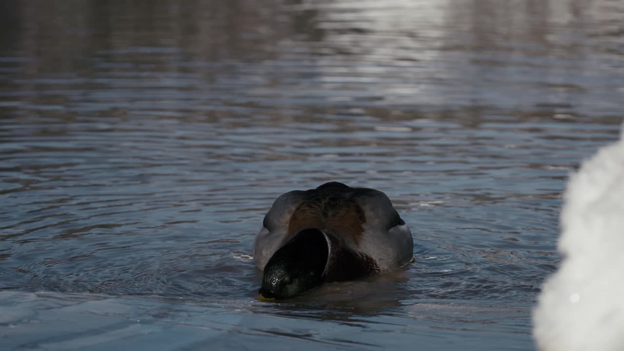 los adorables patos navegan con gracia en un lago de fusina semi-congelado, creando una encantadora escena de invierno.