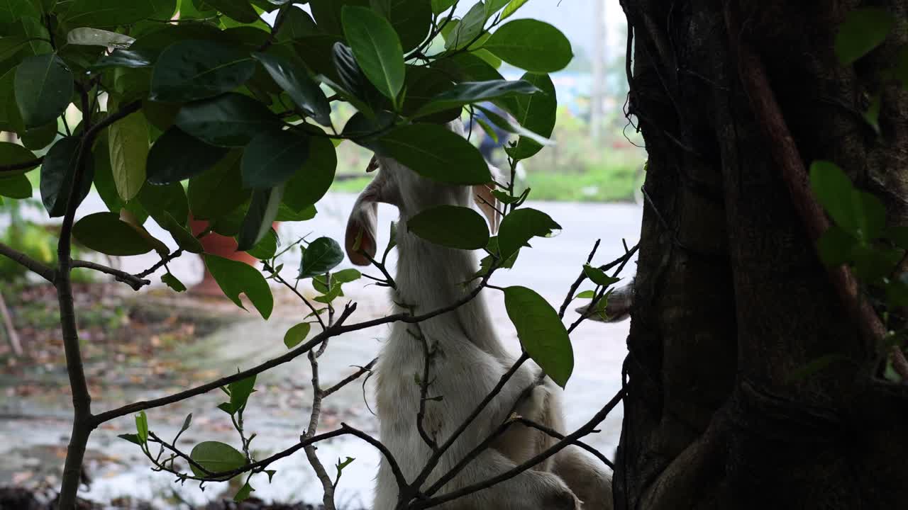 염소 가 울타리 를 가로질러 잎 을 먹고 있다