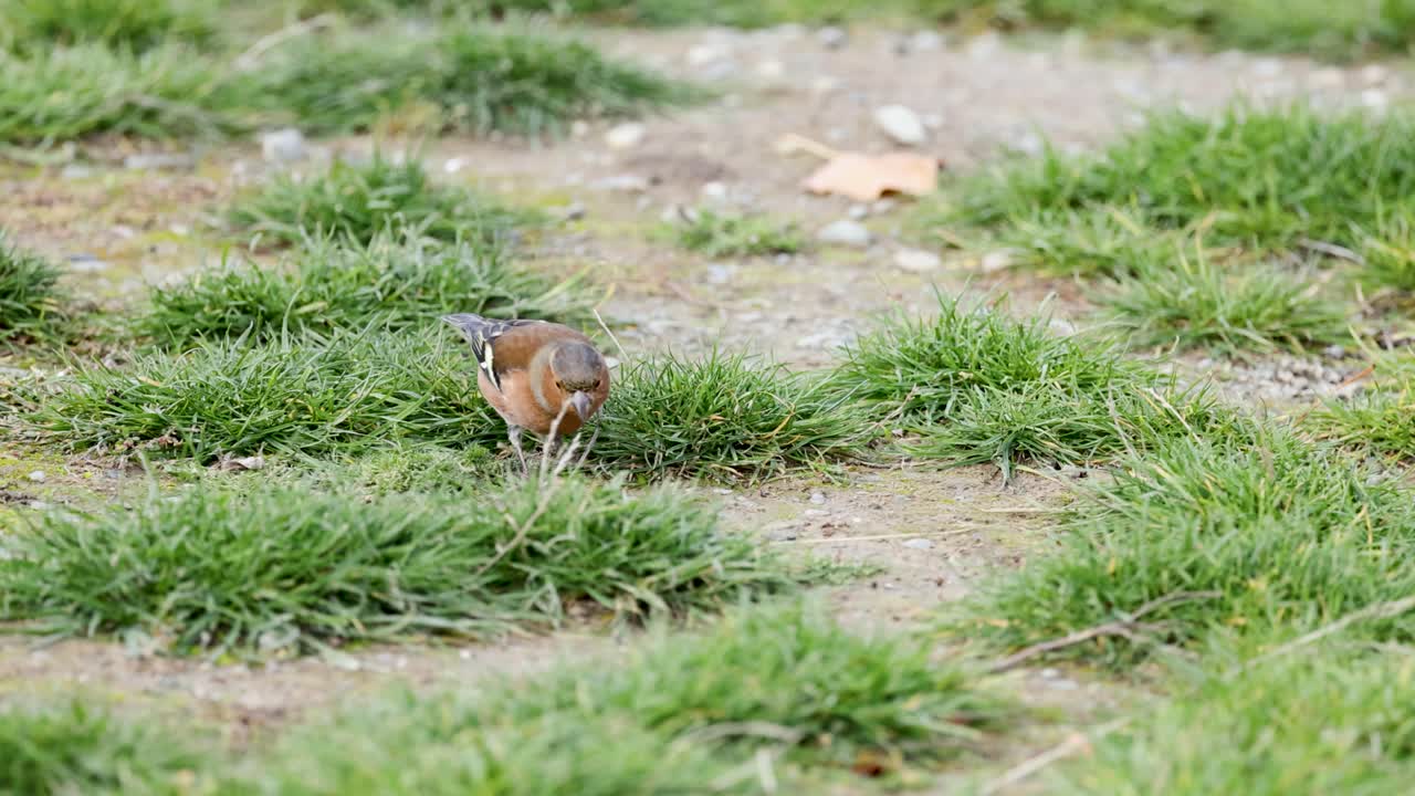 A chaffinch searches for food on grassy terrain at Lake Tekapo, captured in natural daylight with a steady camera