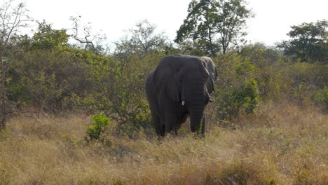 Gran-Elefante-Africano-Toro-Con-Grandes-Colmillos-Caminando-Por-La-Sabana-En-El-Parque-Nacional-Kruger,-Sudáfrica