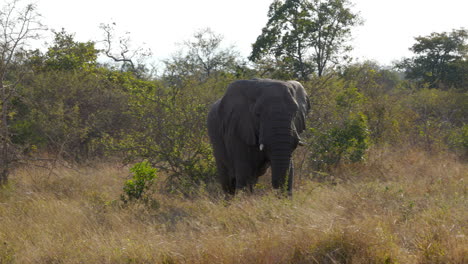 big bull african elephant with big tusks walking through the savanna in the kruger national park, south africa