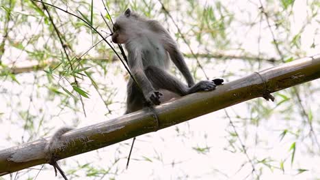 los macacos de cola larga son los monos más fáciles de encontrar en tailandia, ya que están presentes en complejos de templos, parques nacionales e incluso pueblos y ciudades