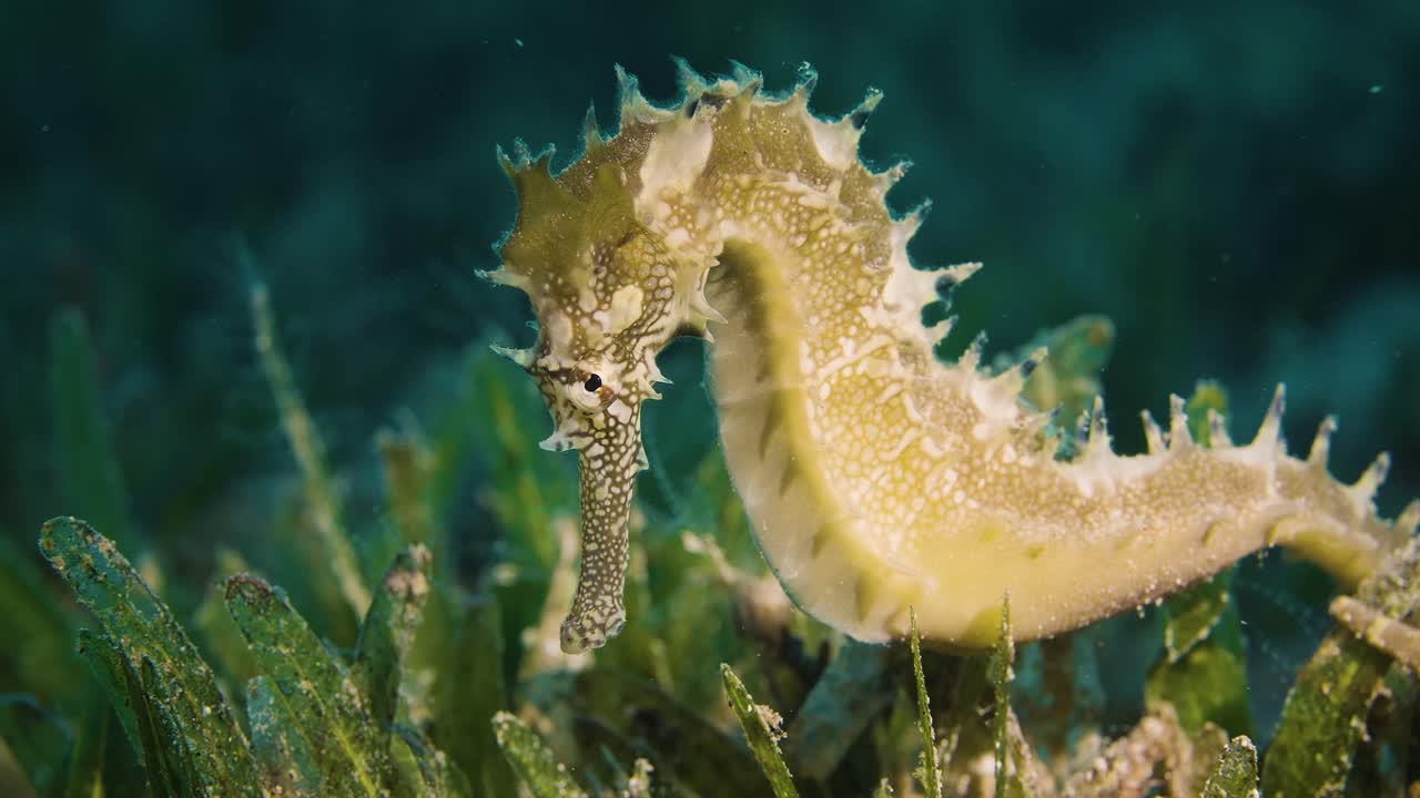 Seahorse, a beautiful underwater creature. Red sea.
