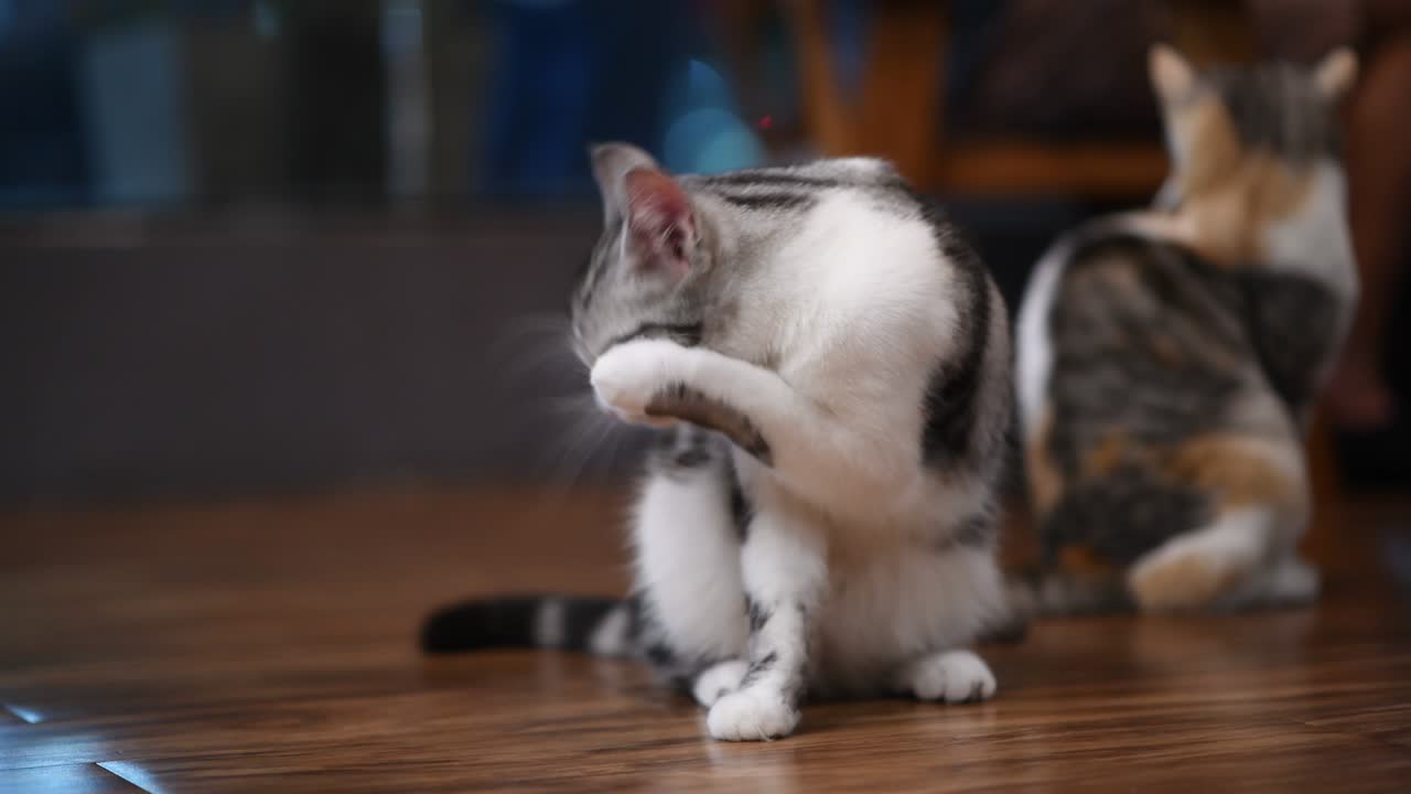 귀여운 새끼 고양이의 4k 비디오