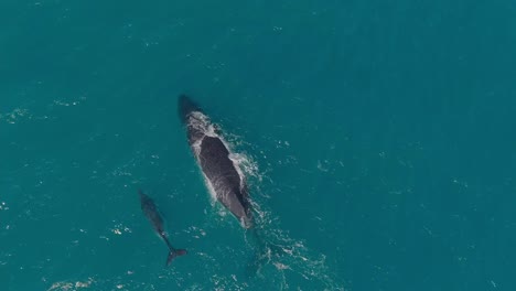 a humpback whale and a cub swimming birdseye view shot