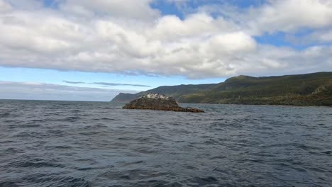cormoranes en una isla rocosa incrustada de algas en el océano sur cerca de la isla de bruny en tasmania