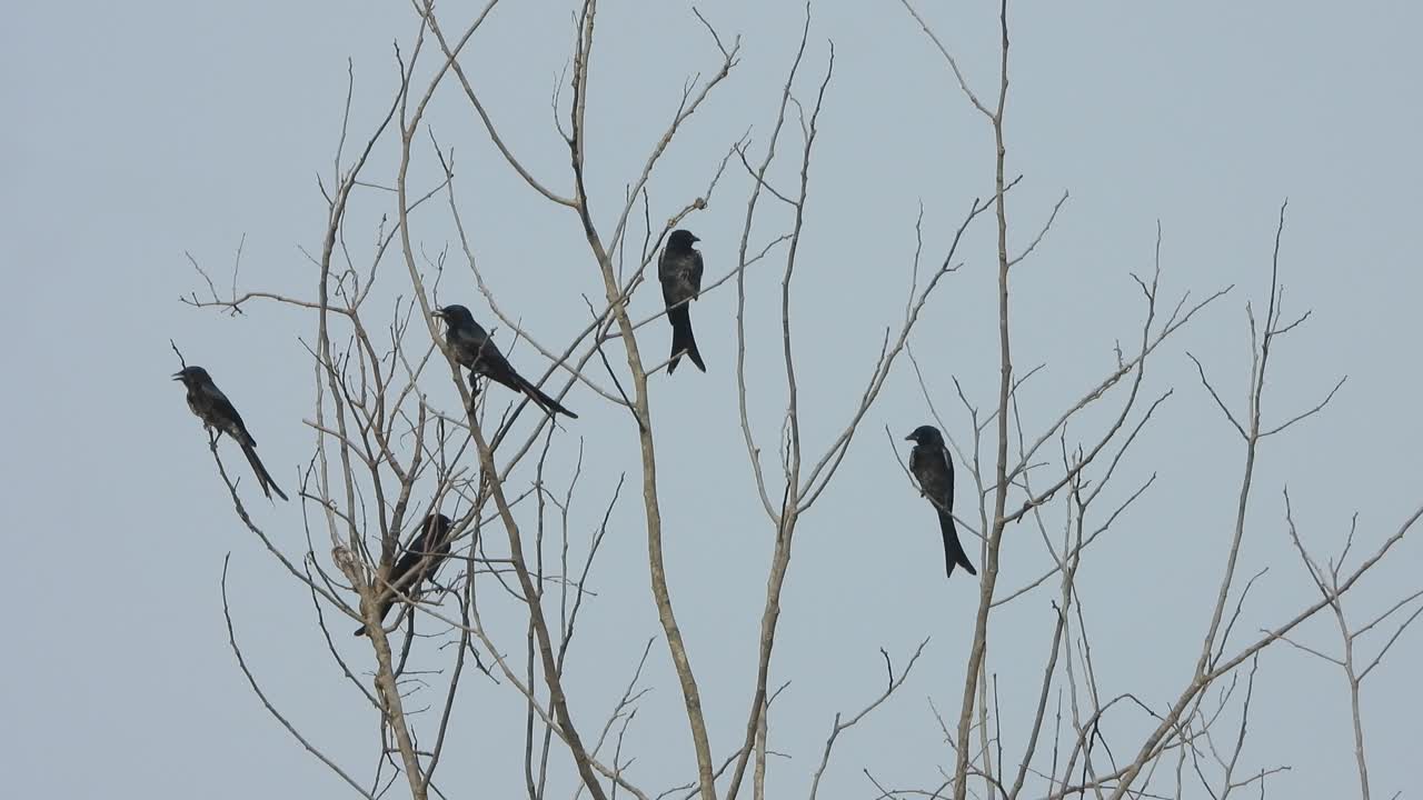 drongo negro - pájaros en - árbol - relajante