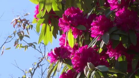 bright pink rhododendrons in bloom