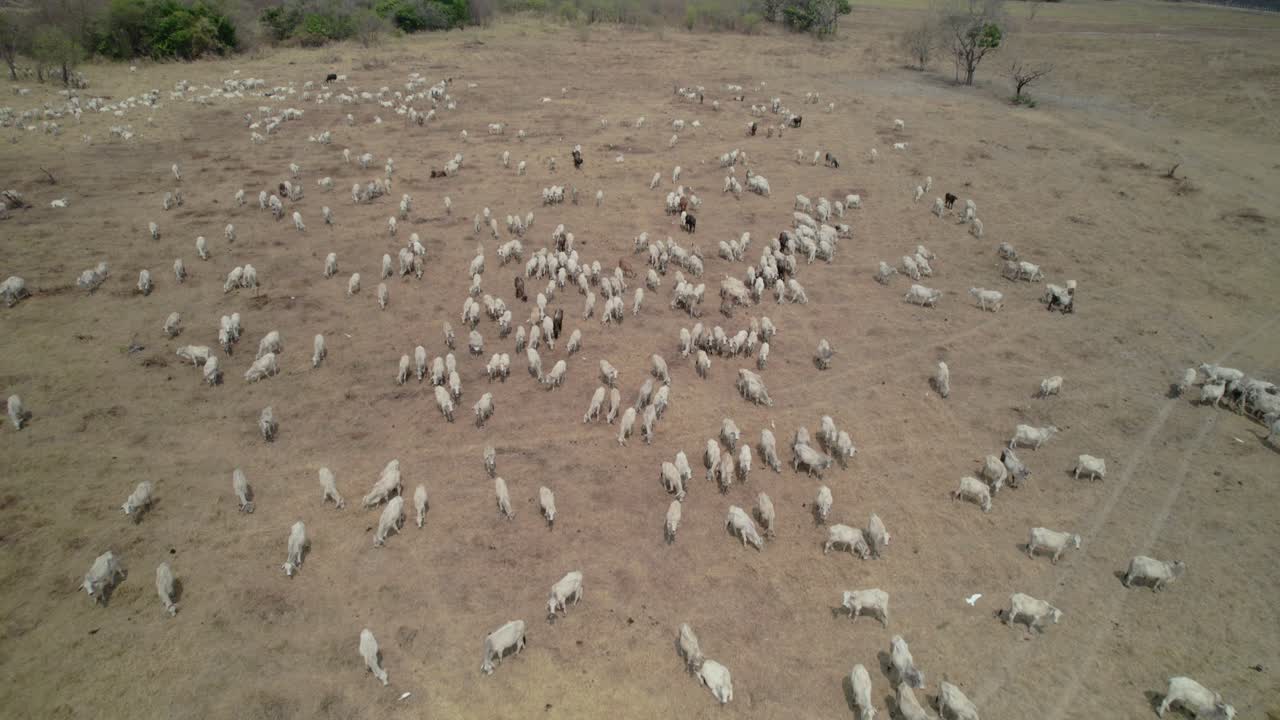 Climate Change Impact: Cows Herd on Sun-Baked, Arid Pasture Land
