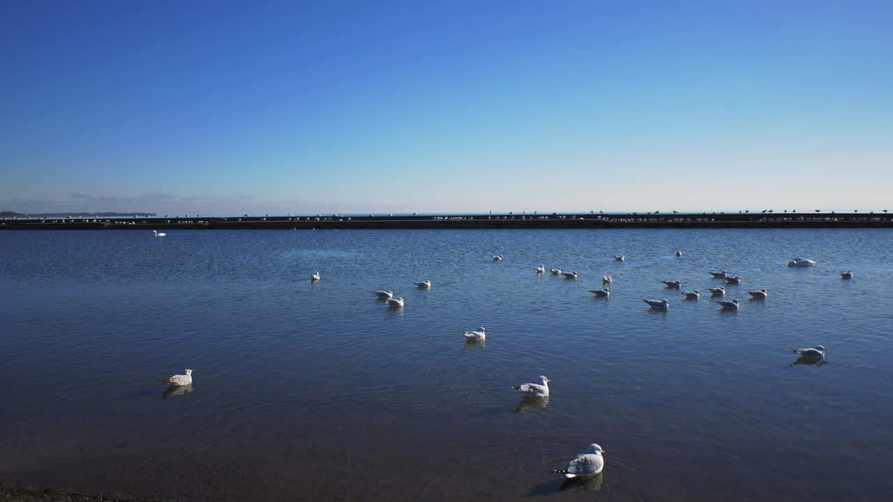 이것은 2018년 늦가을 짐벌로 찍은 4k prores에서 온타리오 호수의 호숫가 blvd에 가까운 토론토 지역에 거주하는 갈매기의 영상입니다.