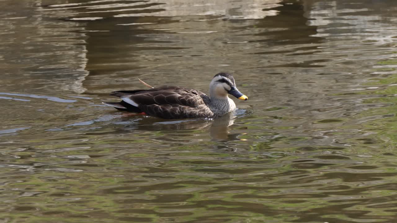 Female Mallard Duck Is Searching For Food At Yangjaecheon Stream, Seoul, South Korea. - Tracking Shot