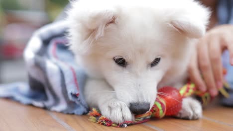 girl warms a white dog on an autumn day woman laughs and hugs a japanese spitz dog