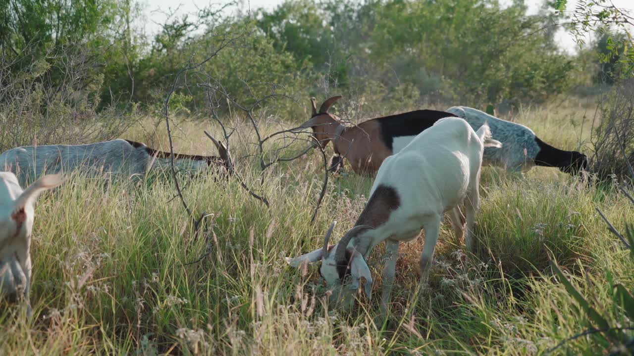 Herd of goats eating grass outdoors, goats are members of the Bovidae family of animals, moving in their natural environment during sunshine day, domesticated animals concept