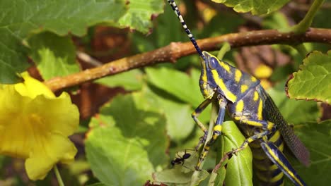 aularches miliaris es una especie monotípica de saltamontes del género aularches. el insecto ha sido llamado por una variedad de nombres que incluyen langosta del café, saltamontes fantasma, saltamontes manchados del norte.