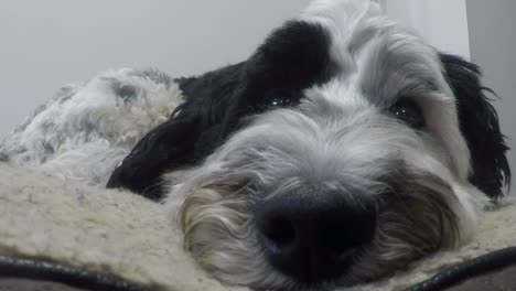 an adorable labradoodle laying on her bed snoozing