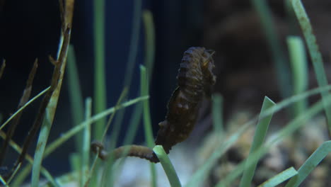 seahorse hippocampus fixed with his tail on sea grass close up shot