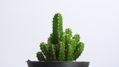 close up de la planta de cactus castillo de hadas girando a su alrededor en el fondo de la pantalla blanca