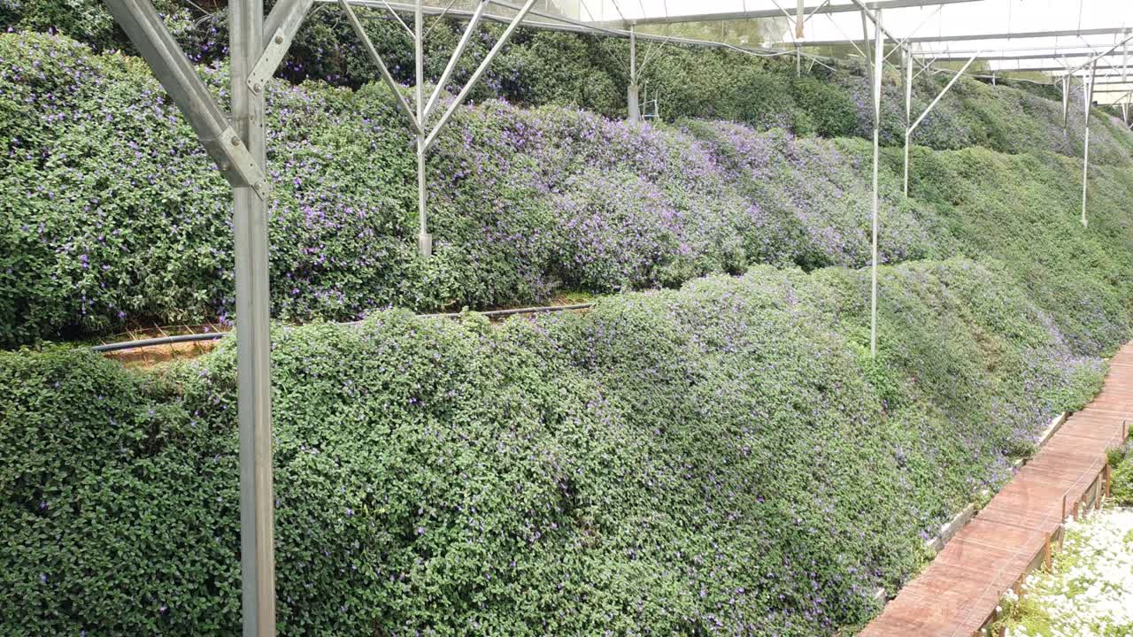 카메론 하이랜드 말레이시아의 아름다운 꽃과 풀