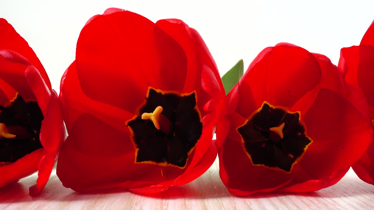 Riprese di tulipani in primo piano.
