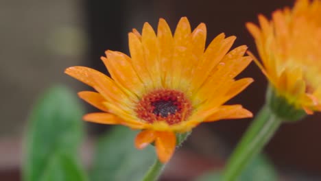 moving orange flower petal slow motion