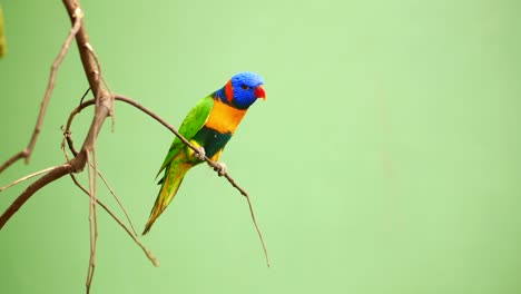 ful macaw bird against green background