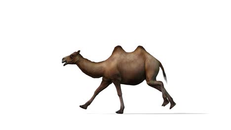 camel running, side view seamless loop, white background