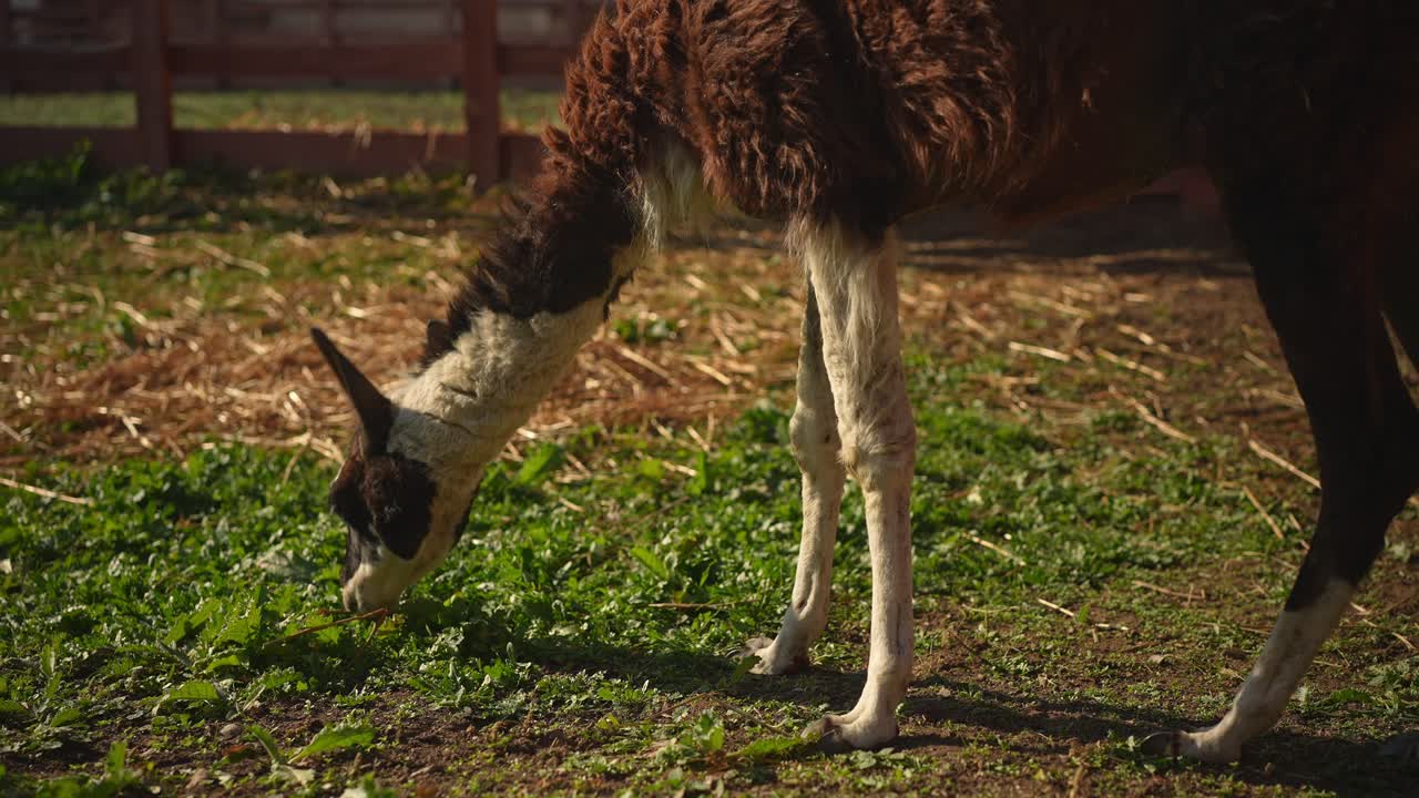 el pastoreo de las llamas
