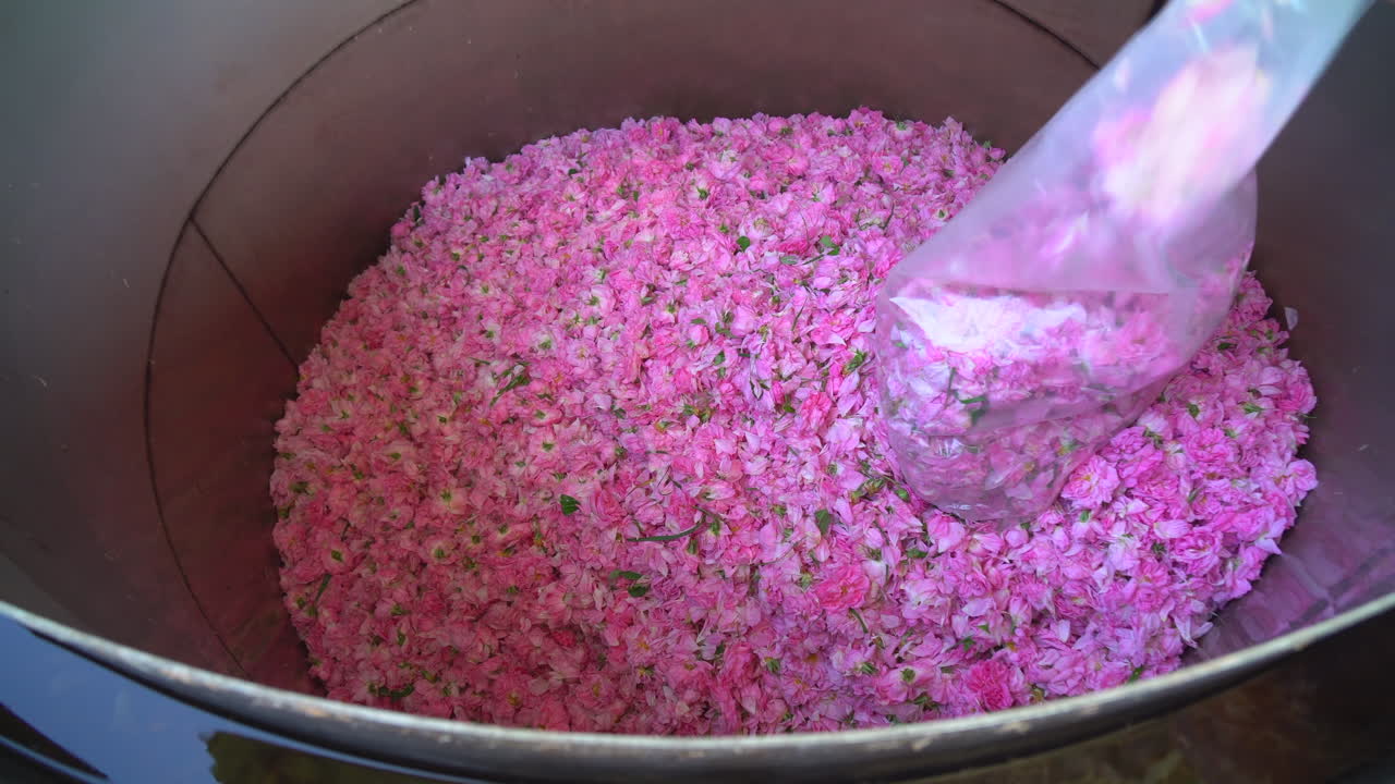 Pouring a pile of pink flowers for steam distillation,  from a plastic bag