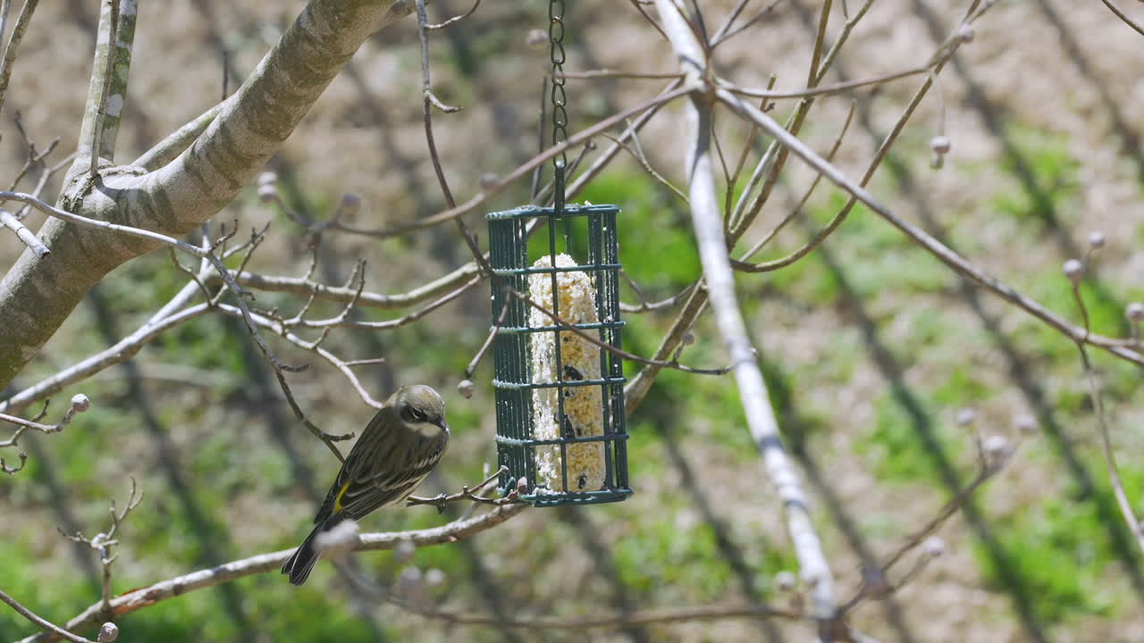 curruca de rabadilla amarilla en un comedero para pájaros de sebo durante el final del invierno en carolina del sur
