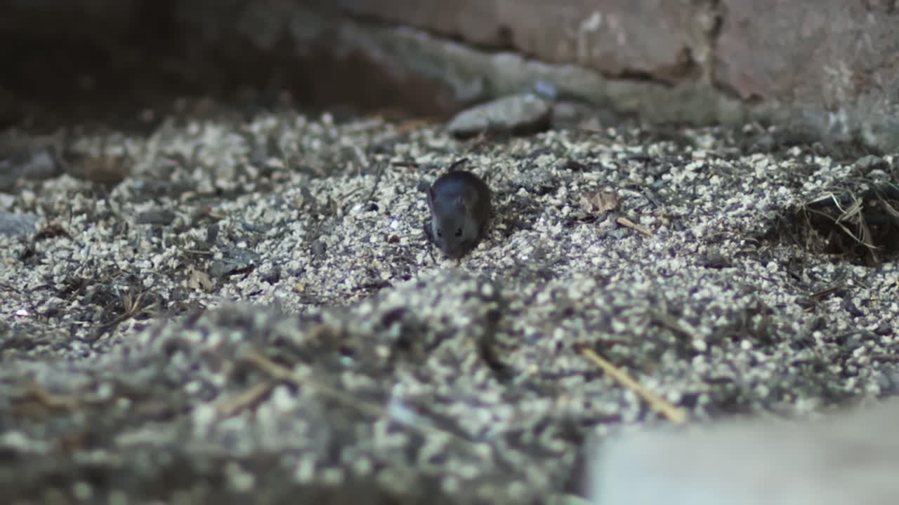 외부 야생 귀여운 집 쥐