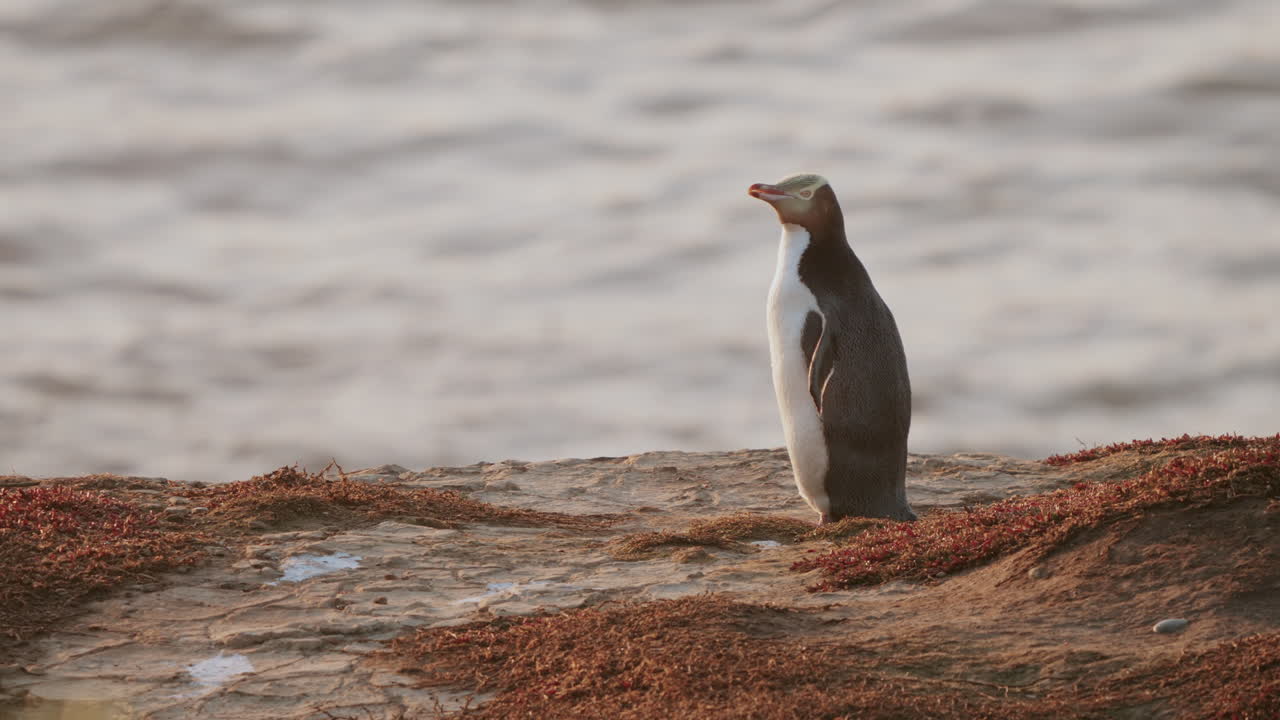 vista lateral de un pingüino de ojos amarillos en peligro de extinción mirando lejos en katiki point, nueva zelanda