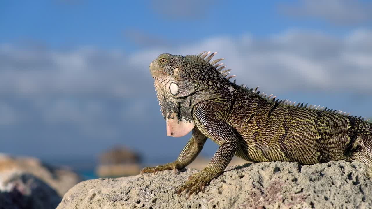 iguana salvaje tomando el sol en la roca mirando directamente a la cámara durante la puesta de sol en el caribe, perfil lateral