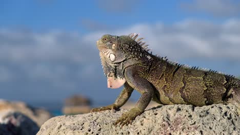 Wild-sun-basking-iguana-on-rock-looking-directly-at-camera-during-sunset-in-the-Caribbean,-side-profile