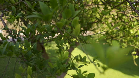 tree branches in the garden - top view