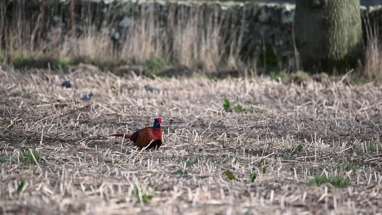 hermoso faisán macho alimentándose en un campo en un soleado día de primavera