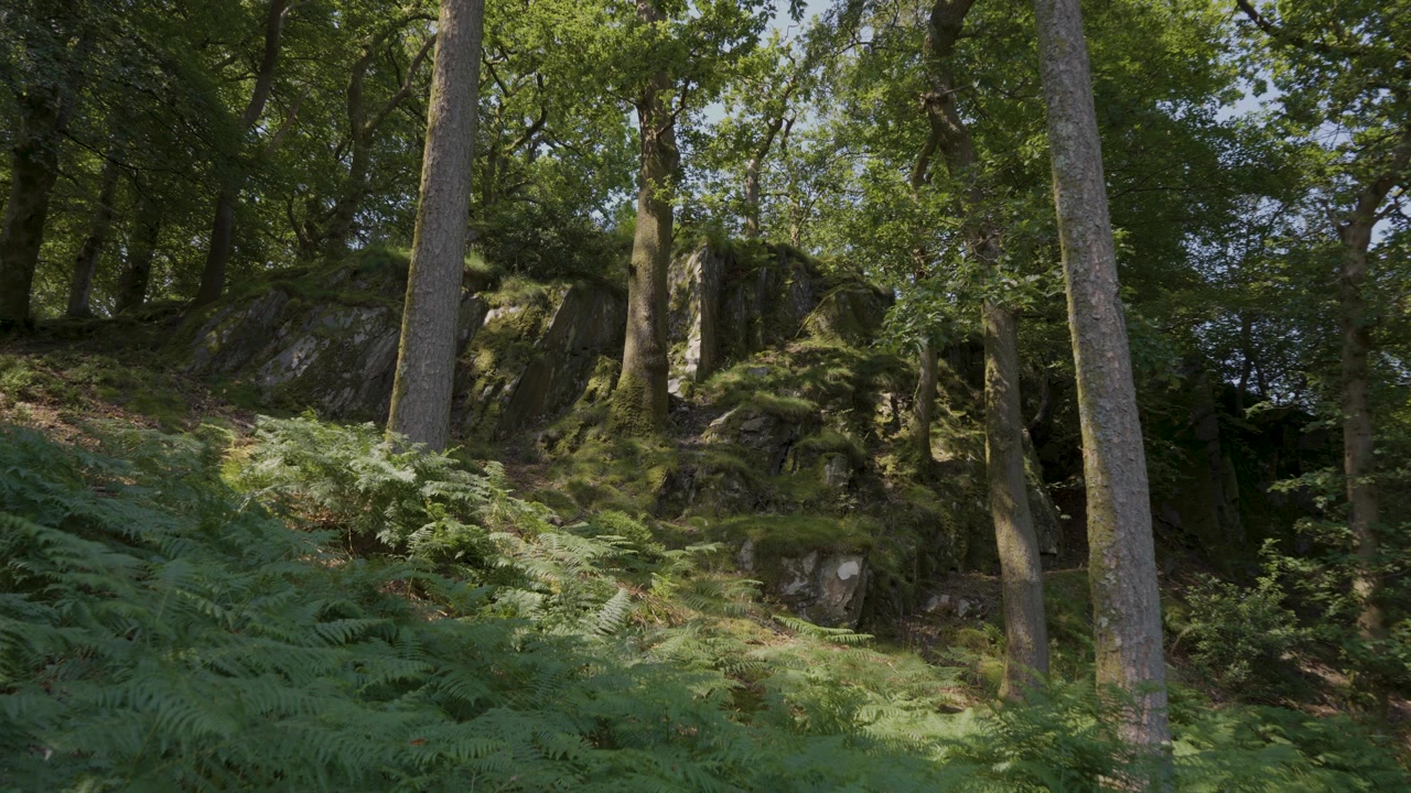Composizione statica di un tranquillo paesaggio della Snowdonia con terreno erboso in leggera pendenza, intersecato da muretti a secco coperti di muschio e incorniciato da gruppi di alberi verdi e frondosi.