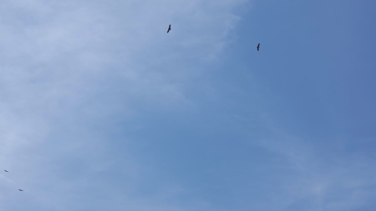 Slow-motion video of numerous griffon vultures (Gyps fulvus) soaring over Tiétar Valley, Ávila, Spain. They glide under a clear blue sky, searching for carrion and keeping the ecosystem clean