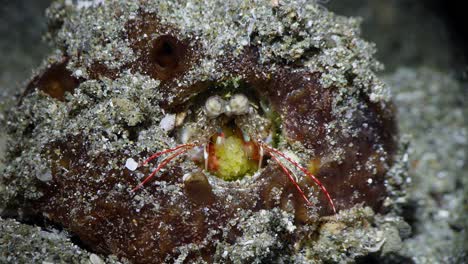 Small-Mantis-Shrimp-hiding-in-a-sponge,-clutching-eggs,-Anilao,-Philippines-1-of-4-60fps