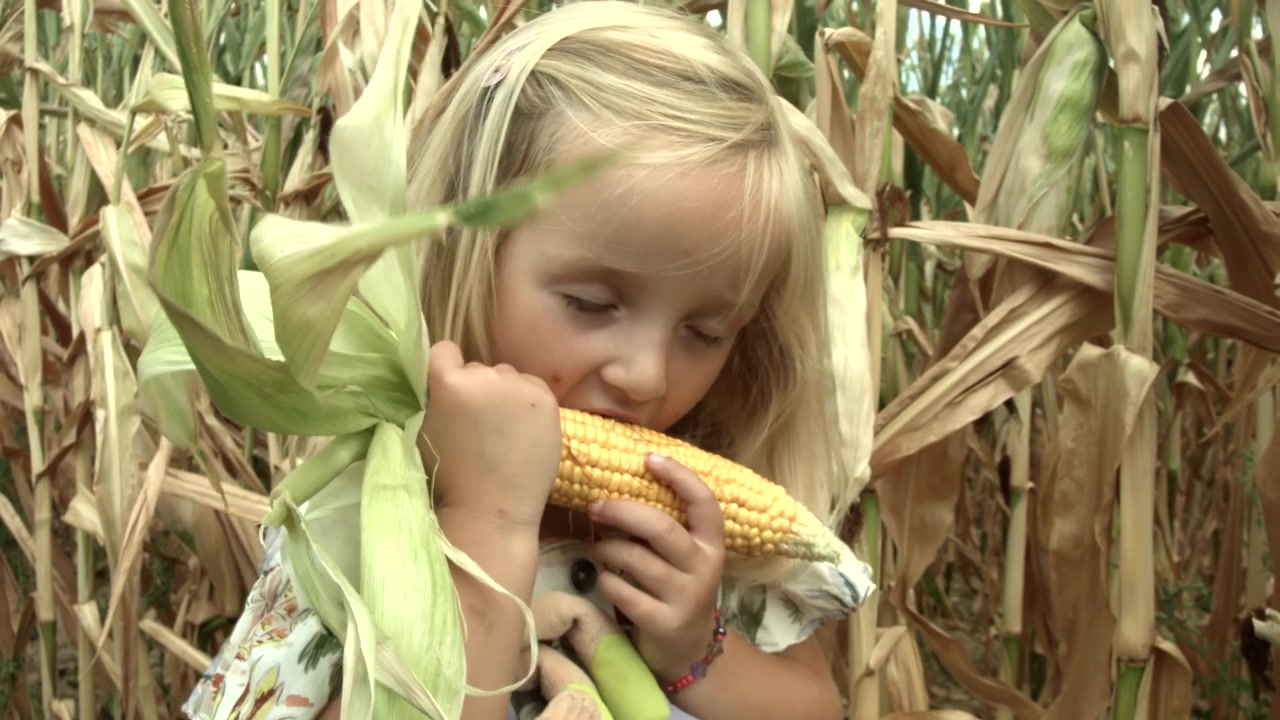 Little girl trying to eat fresh corn
