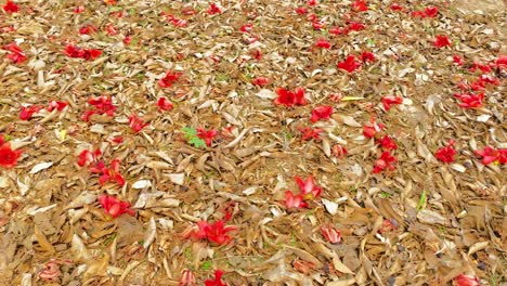 Shimul-Blume-Aus-Roter-Seidenbaumwolle-Trocknet-In-Der-Sommersonne-Für-Medizinische-Zwecke,-Einst-Das-Lebenselixier-Der-Landwirtschaft-In-Bangladesch