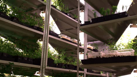 greenhouse with several shelves full of planted seedlings. plant growing