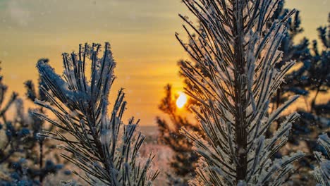 snow falling nature forest trees landscape on white sunny winter day mood. light and bright snow cold time, video loop, cinemagraph. video loop