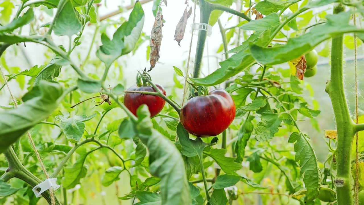 Organic tomato plants flourish with ripe fruits symbolizing natural farming