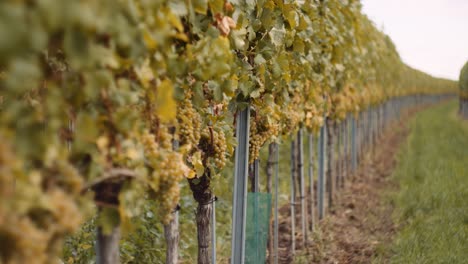 beautiful bokeh shot of ripe bunches of white wine grapes in vineyard row