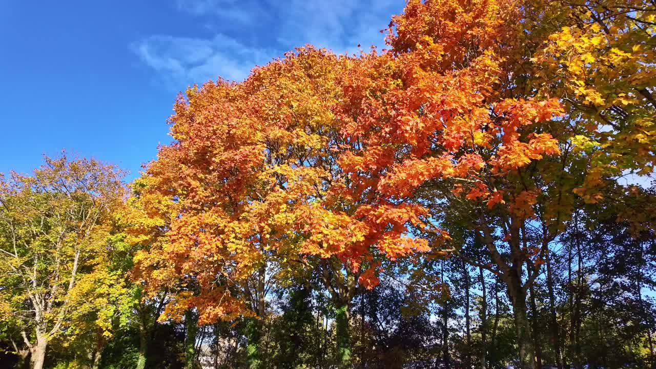 Trees with vibrant orange, yellow, and red autumn leaves, for nature or seasonal content